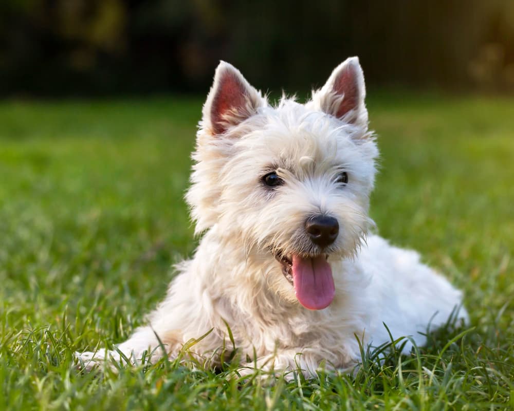 A happy dog laying on the grass at Legacy at Cypress in Cypress, Texas