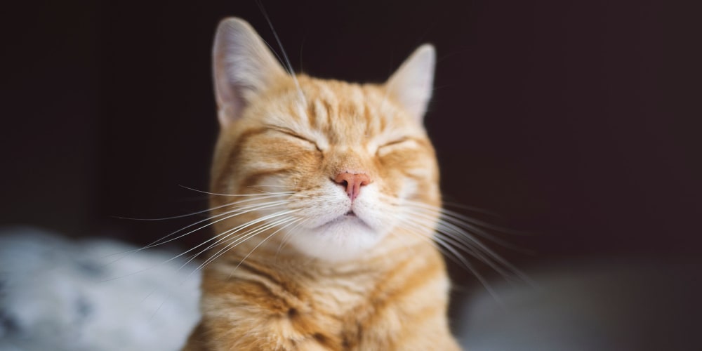 A cat in a pet-friendly apartment at Mosby Bridge Street in Huntsville, Alabama