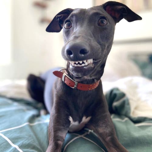 a small black dog smiling at Canoe Brook Assisted Living in Duncan, Oklahoma