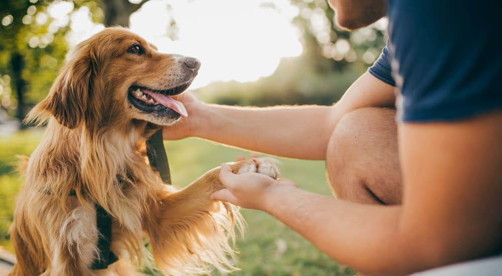 Happy dog in the dog park at Copeland in Grand Prairie, Texas