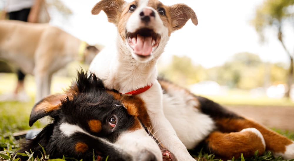 Happy dogs playing at Parkside Estates in Canonsburg, Pennsylvania