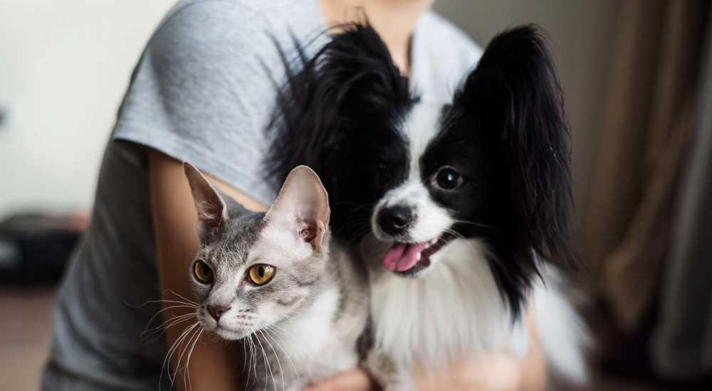 Happy pets in the apartment at Meriden Place Apartments in Meriden, Connecticut