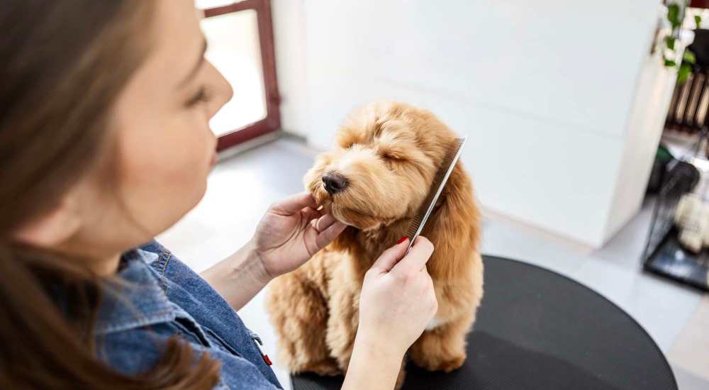 Resident grooming her dog in the apartment at Civic Plaza in Santa Clara, California