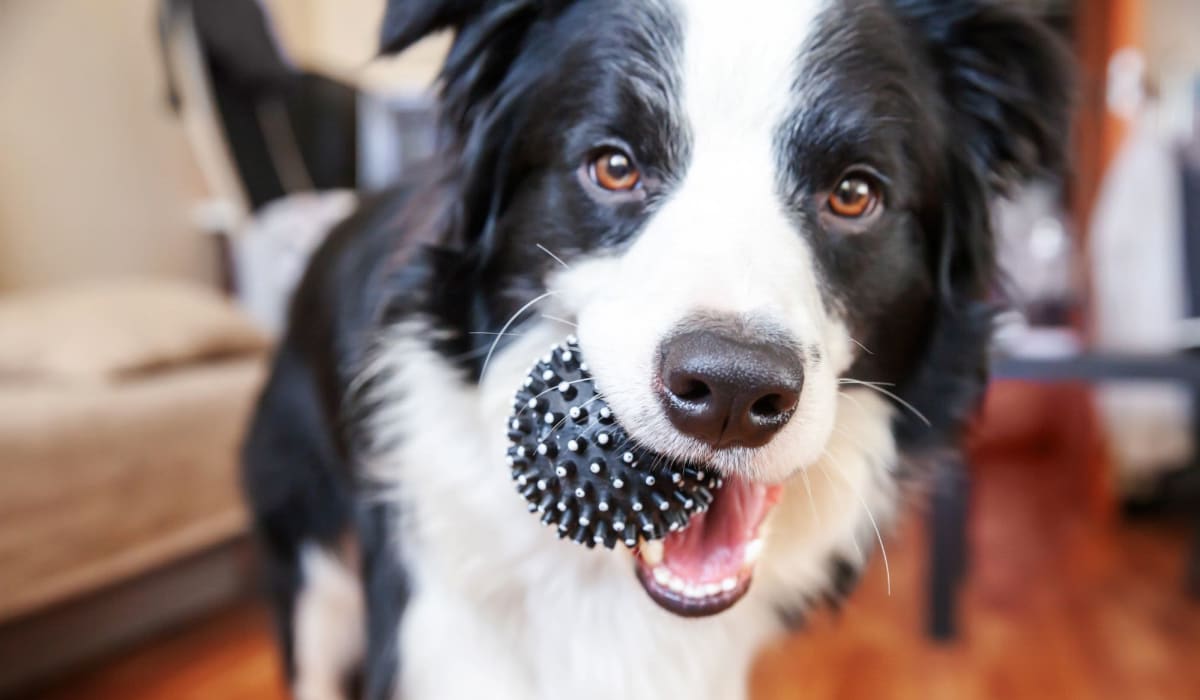 Happy dog with toy at Aston Pointe in Aston, Pennsylvania