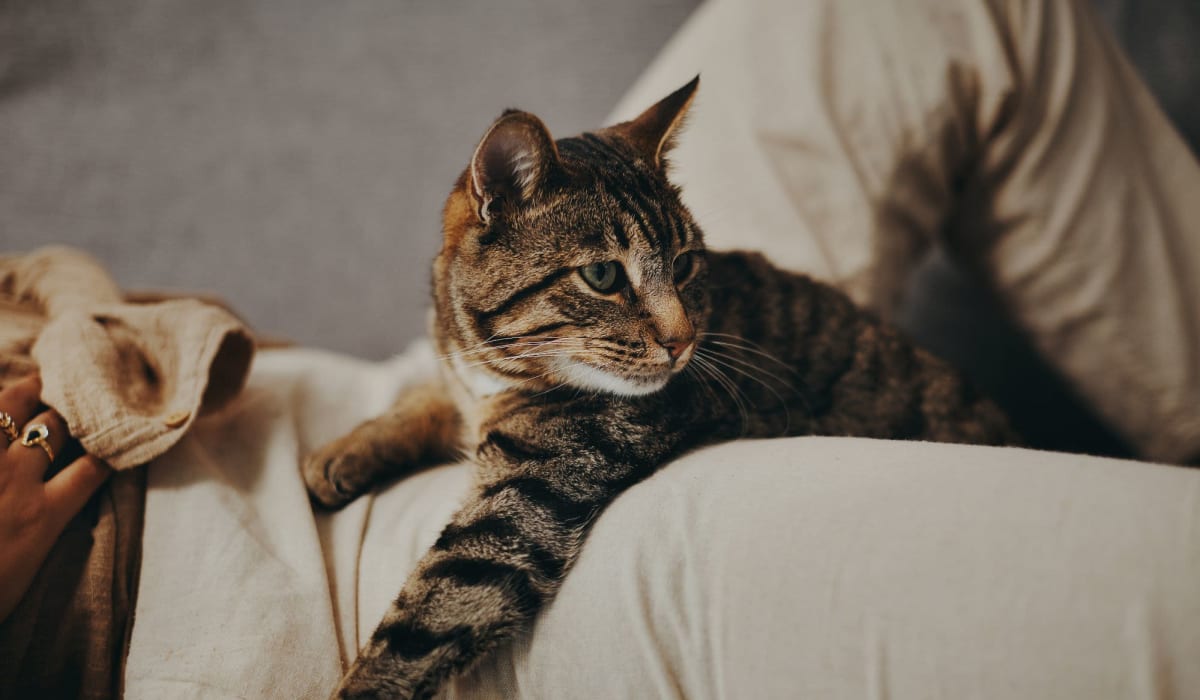 Cat sitting in their owner's lap at Legacy at Cypress in Cypress, Texas