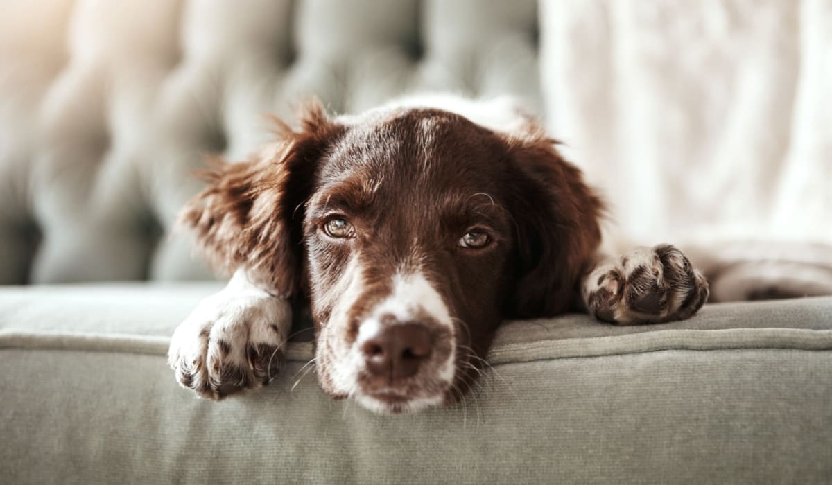 Dog on sofa at The Mews At Dixon Farms in Dixon, California