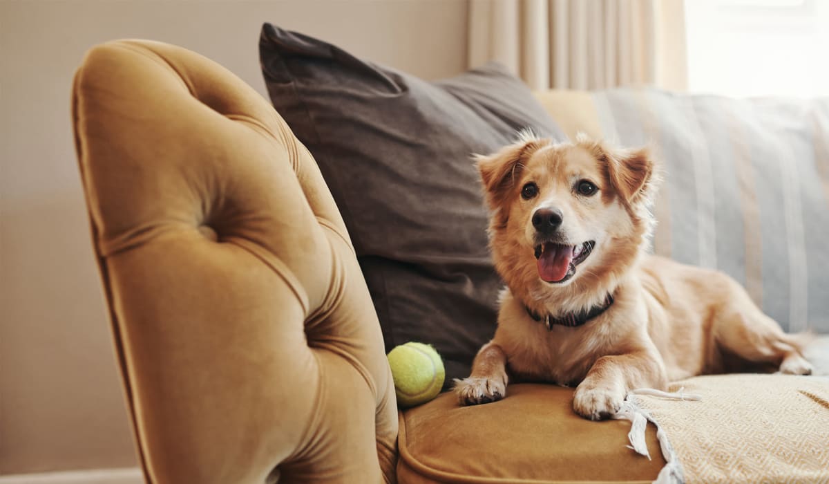 A dog in a pet-friendly apartment home at Oaks at Northgate in Durham, North Carolina