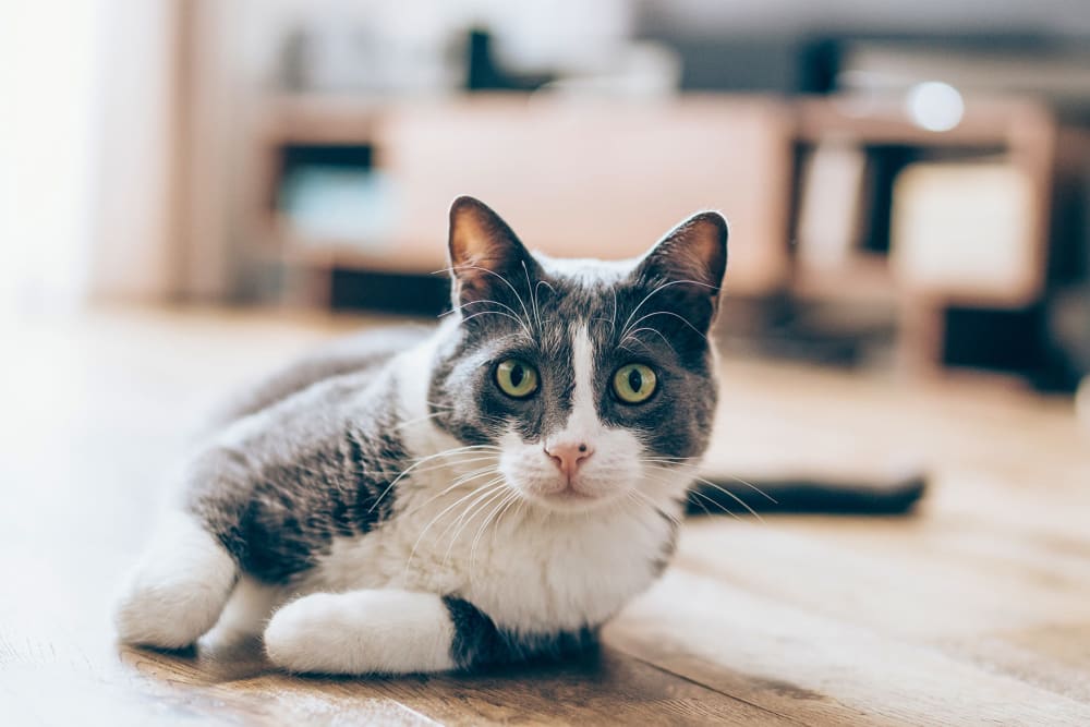 Resident cat at Portofino Villas in Pomona, California