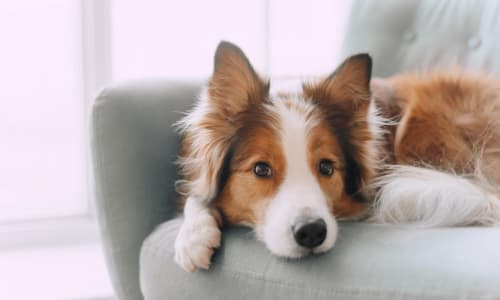 happy dog in their pet-friendly home at Palm Lake Apartment Homes in Concord, California