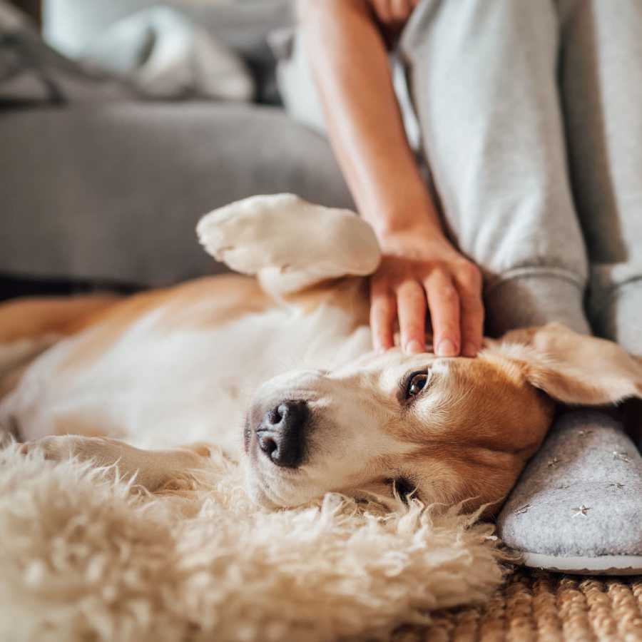 Resident with his dog at Legacy Ridge in High Point, North Carolina