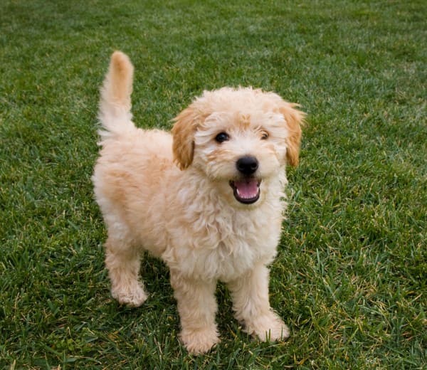 A labradoodle puppy wanting to play at Briargrove at Vail
