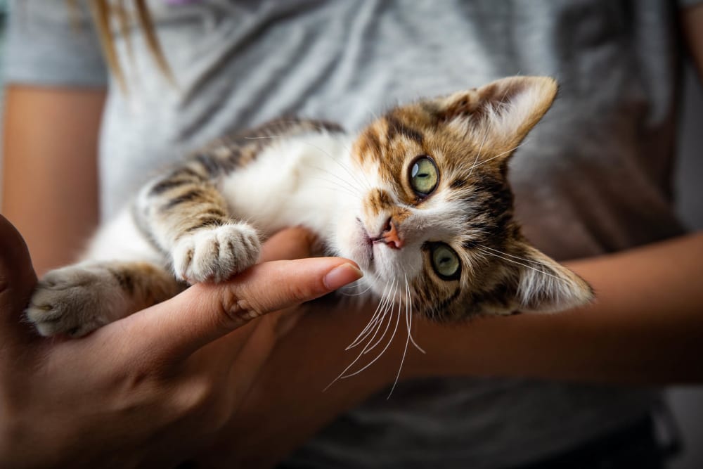 Cute kitten being held at Hilltops in Conroe, Texas