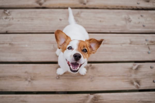 A happy dog at Banyan Preserve in Phoenix, Arizona