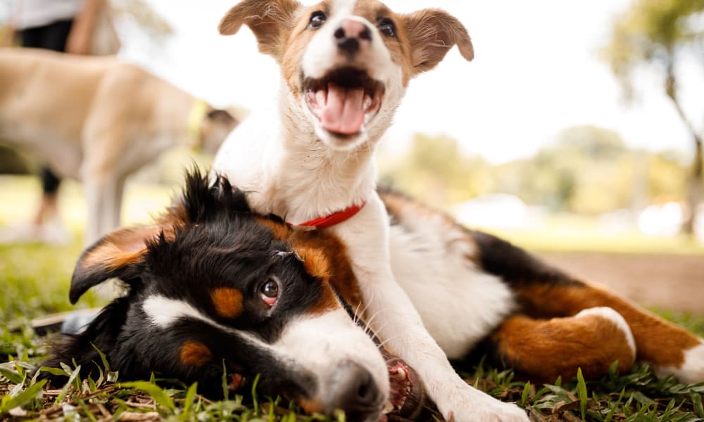 Two dogs playing outside near Ardenwood in North Haven, Connecticut