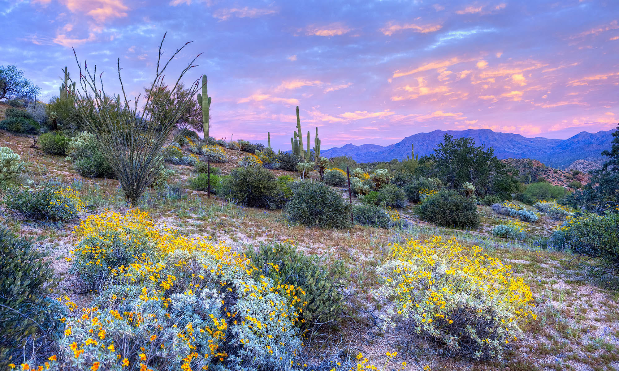 Photos of Dobson 2222 in Chandler, Arizona