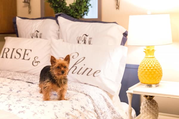 Apartment bedroom with a small dog on the bed at Westwood Village in Ames, Iowa