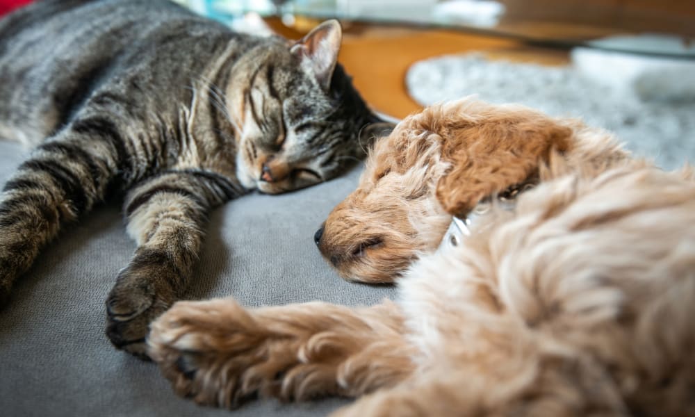 Cat and dog asleep on a couch at The Declan in Dallas, Texas