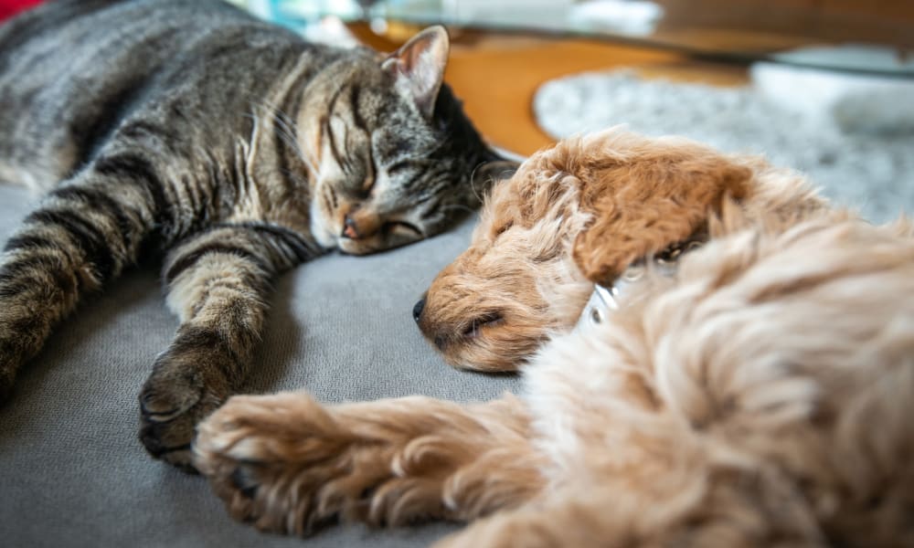 Dog and cat at Estancia Estates in Dallas, Texas