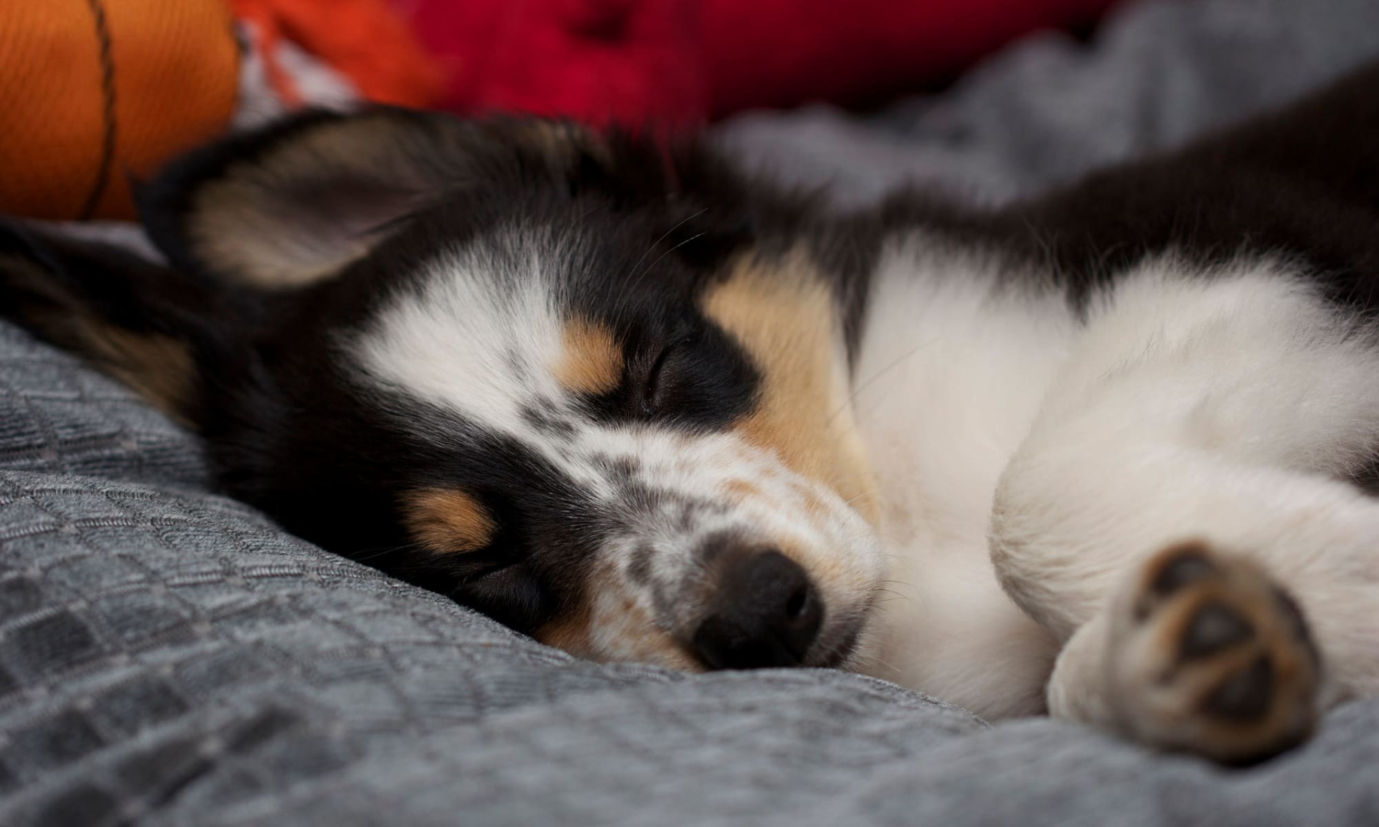 Puppy sleeping on dog bed University Pet Resort in Merced