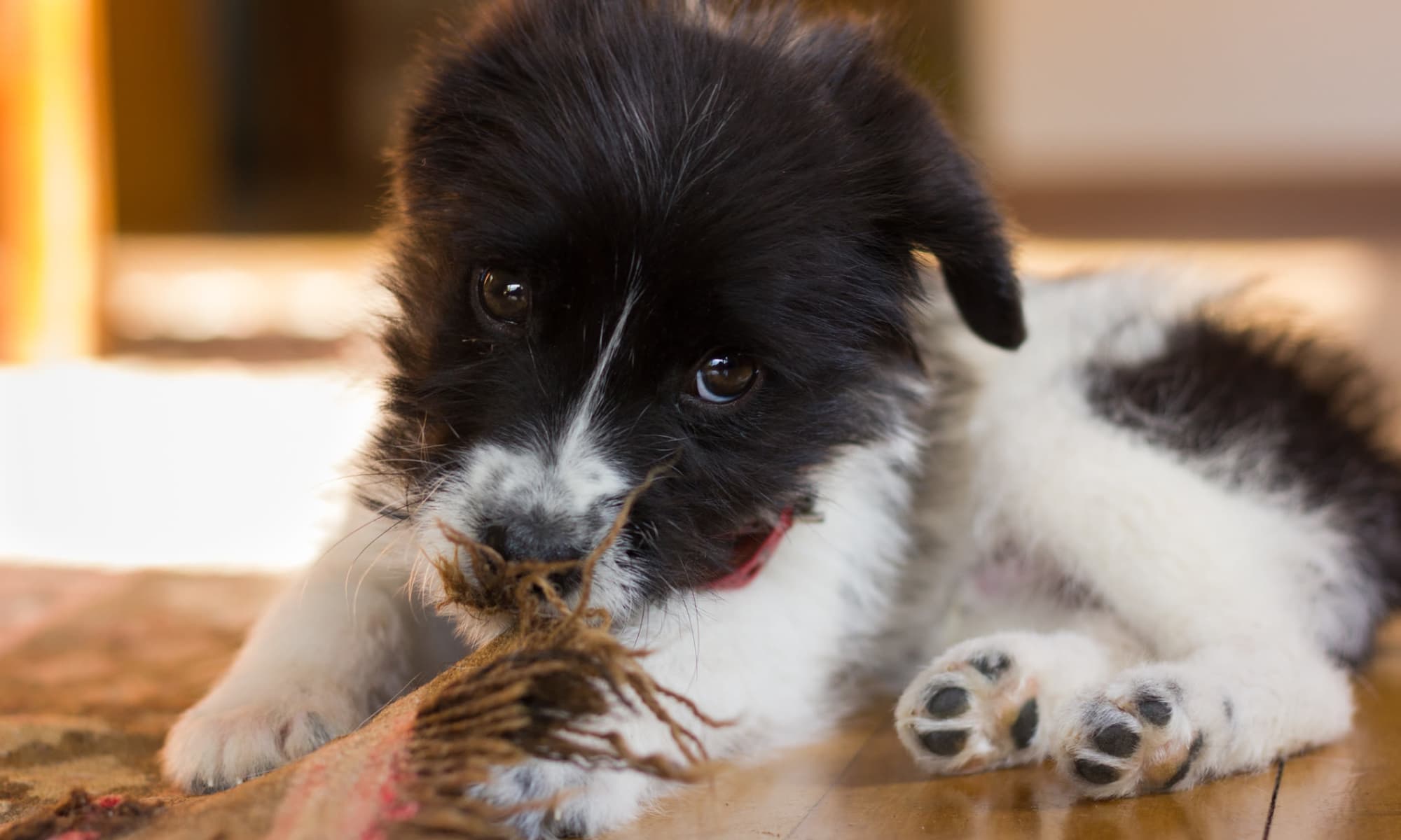 Puppy chewing on rug University Pet Resort in Merced