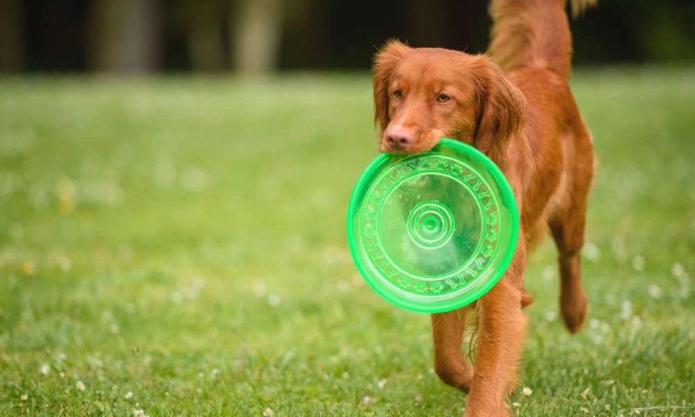 Dog playing in park near 1820 South Apartments in Mount Pleasant, Michigan