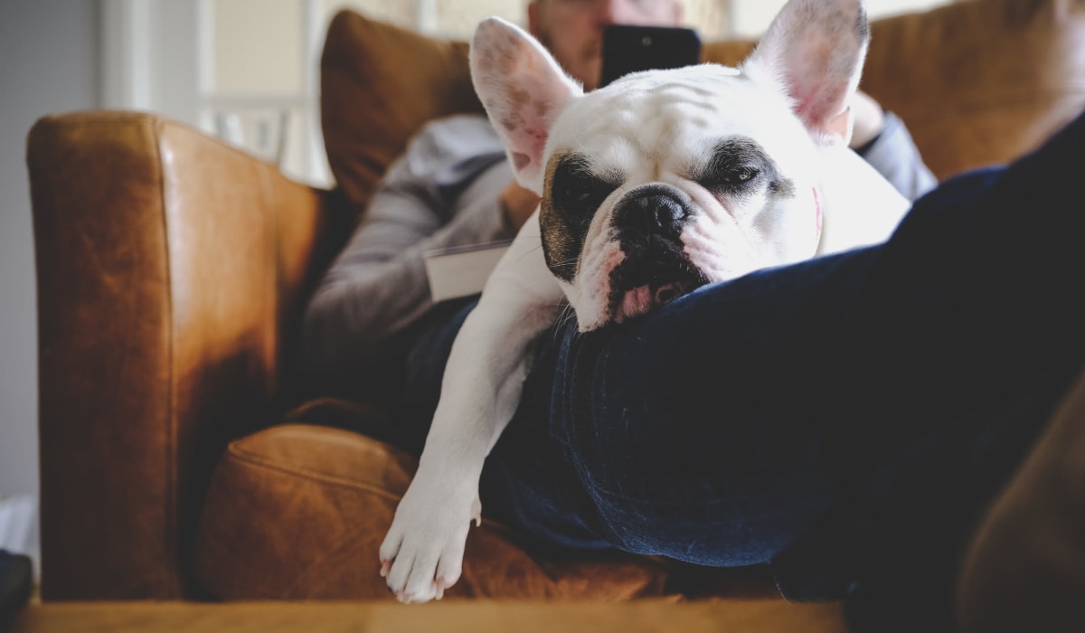 A dog relaxing on his owner's lap at Hamlet at MidCity in Huntsville, Alabama