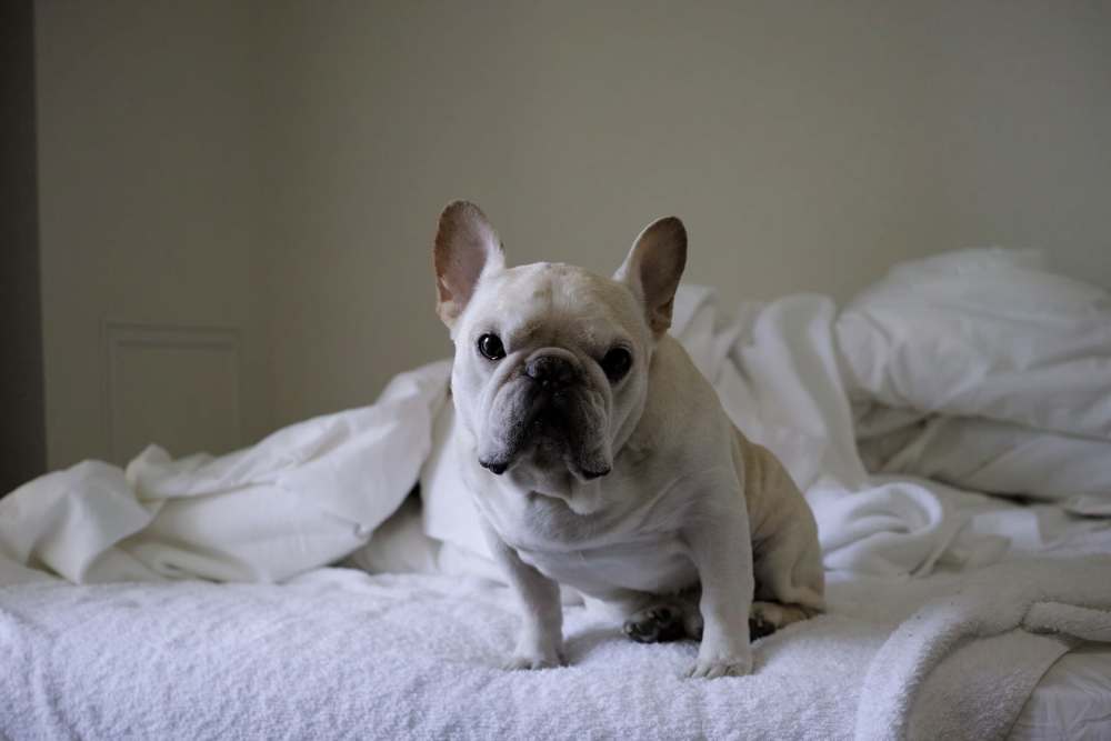 White dog sitting on the bed at  Waterstone in Chatsworth, California