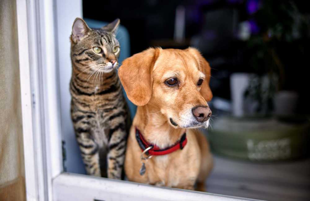 Pets looking outside from window at Cardinal Point in Austin, Texas