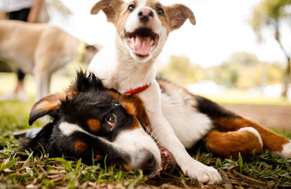 Resident dogs at Mission Heights in Hayward, California