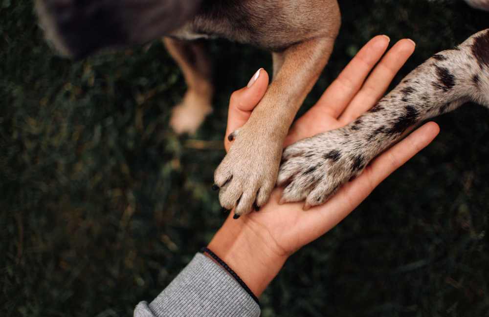 Two pets putting their paws on the resident's hand at Bayside Villas Apartment Homes in South Pasadena, Florida