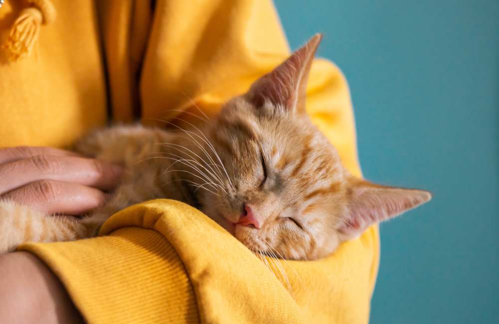 Resident holding their cat at River Terrace in Sacramento, California