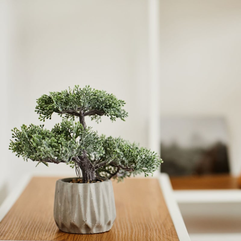 Bonsai tree on table at Serenity Villas in Pomona, California