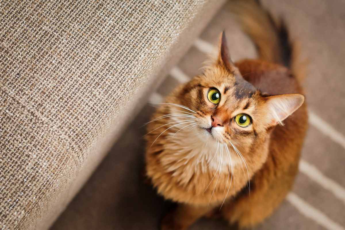 A happy cat at Woodland Crossing Apartment Homes, New Bern, North Carolina