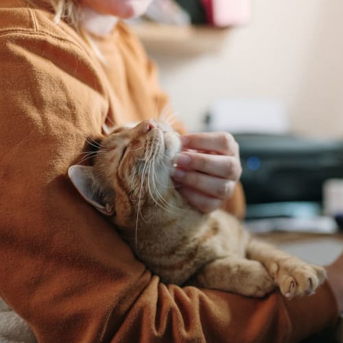 Cuddling a cat at Creekside Terrace in Walnut Creek, California