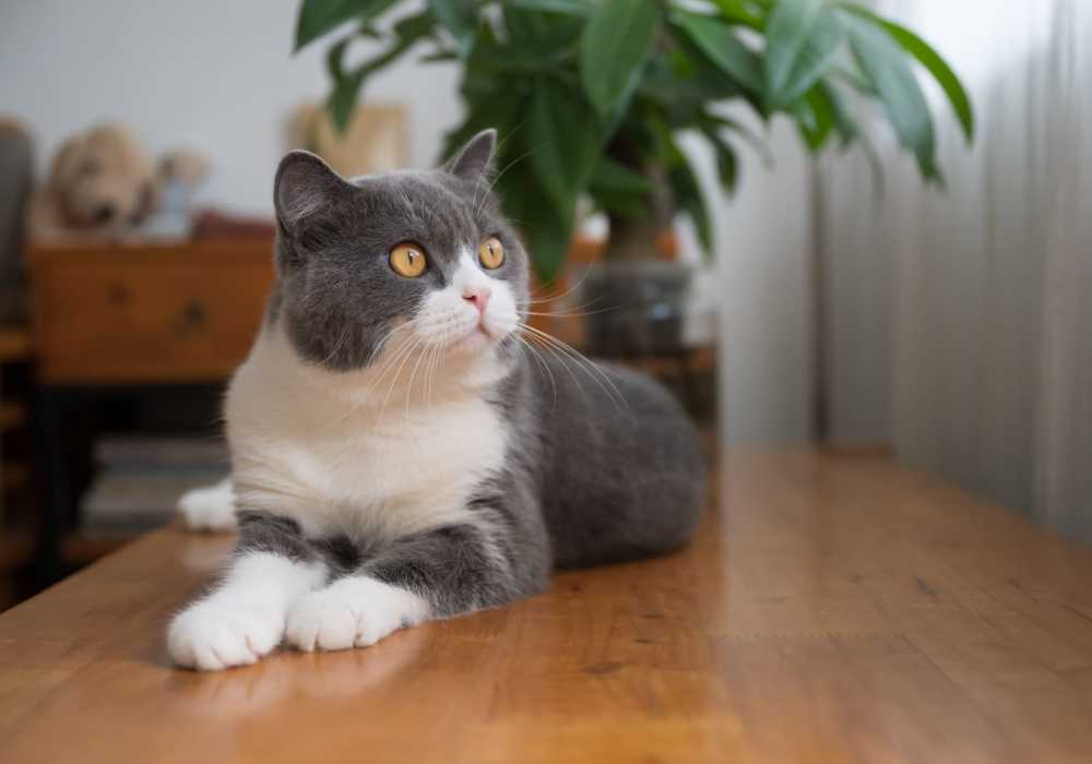 Restricted breeds at Amberton at Stonewater in Cary, North Carolina