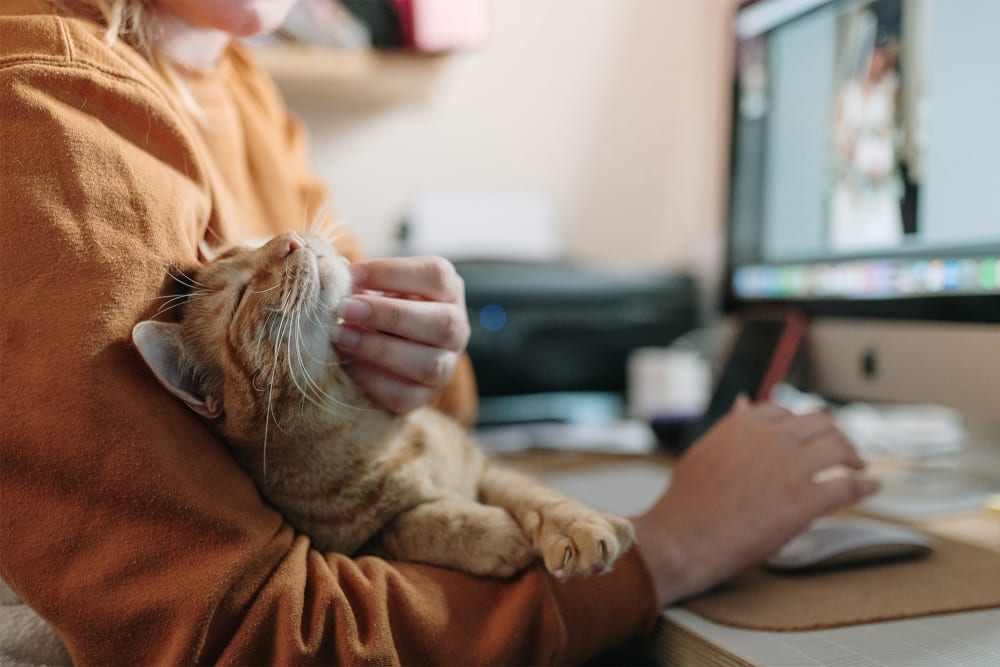 Cat on a lap in a model apartment at Mercado Apartments in Perris, California