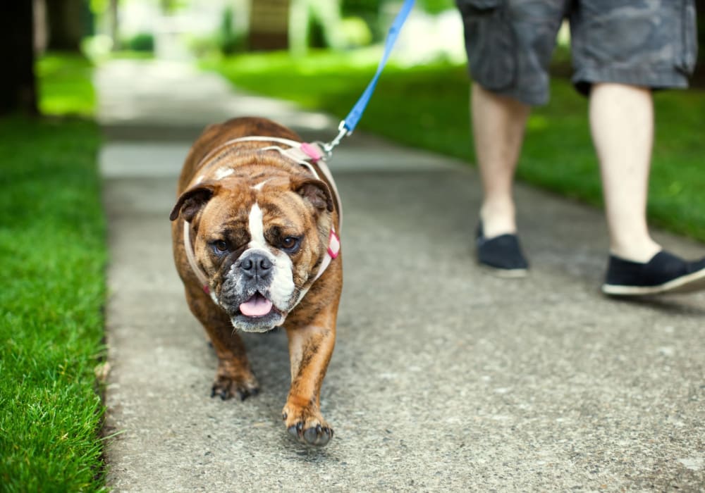 Resident walking their dog near lAlta Crossing in Marysville, Washington