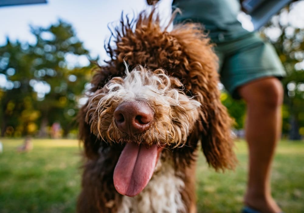 Resident dog at  The Sage Collection in Everett, Washington