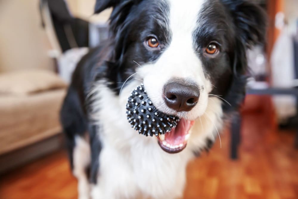 Dog with a ball and ready to play at Villas Del Lago in Los Angeles, California