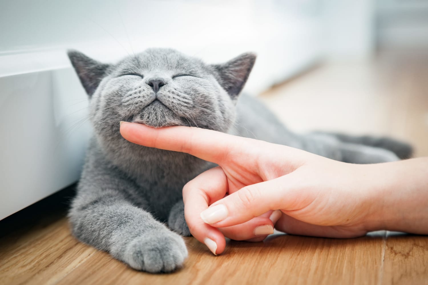 Cat getting its chin scratched at Oak Grove at Dublin Ranch in Dublin, California