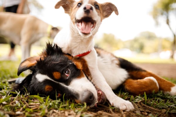 Dogs playing at park at Seneca at Southern Highlands in Las Vegas, Nevada