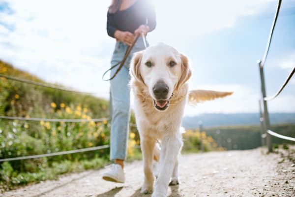 Resident out for a walk with her dog near The Palms at Vero Beach in Vero Beach, Florida