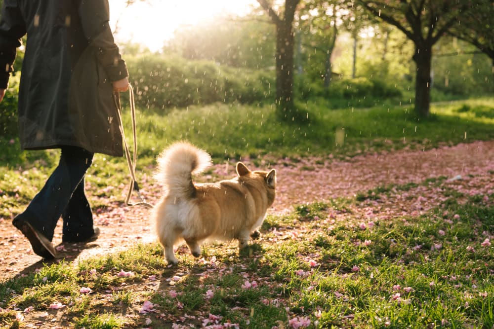 Resident walking with her dog at Wapato park Pinnacle Apartments in Fife, Washington