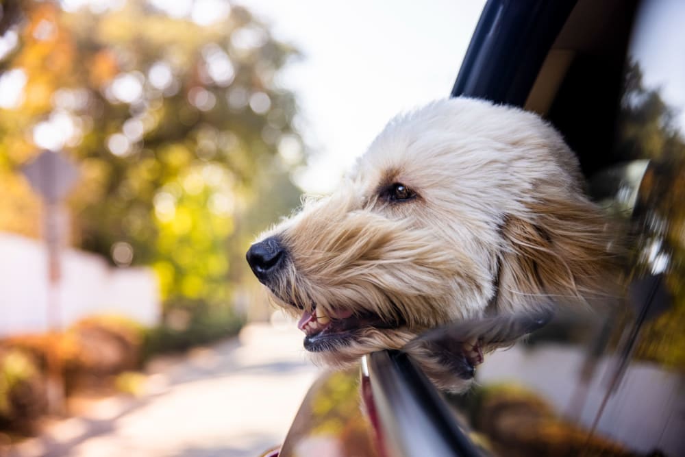 Puppy sticking their head out the car window at Lockhart Apartment Homes in Mesquite, Texas