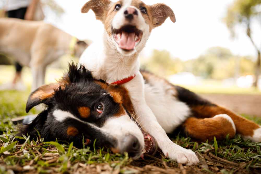 Two dogs playing together on grass near Springwood at Aliana in Richmond, Texas