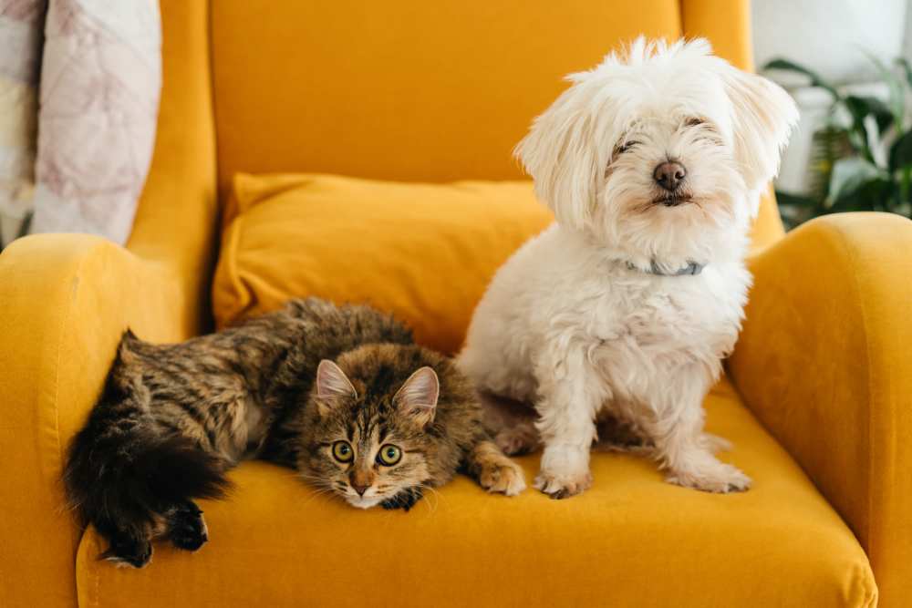 Dog and cat relaxing on yellow chair at Springwood at Aliana in Richmond, Texas