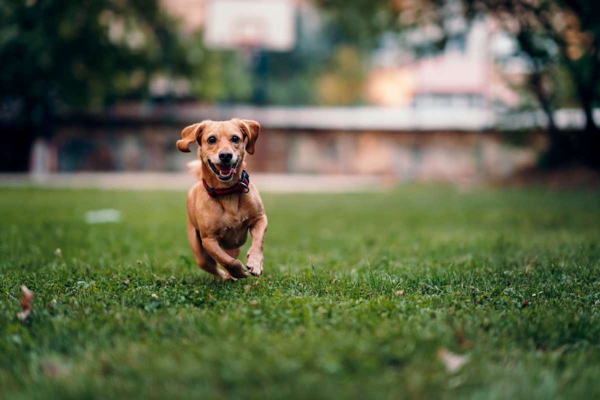 Dog park at Hangar at Thunderbird, Glendale, Arizona