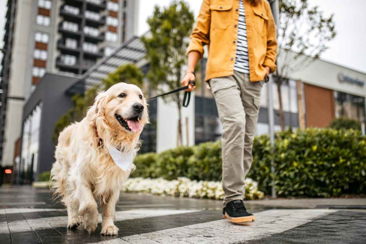 Happy dog on a walk outside at Exhibit On Superior in Chicago, Illinois