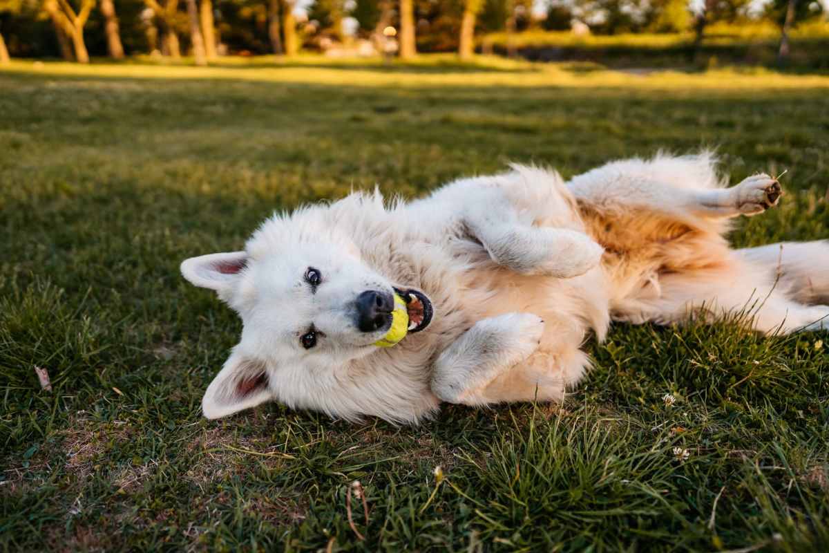 Dog in the park at Adobe Ranch in Borger, Texas