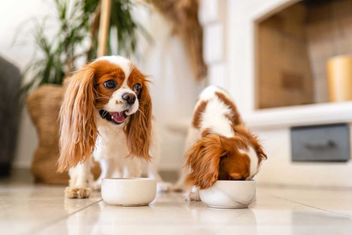 Cute dogs having food at Arbor Pines in Orange, Texas